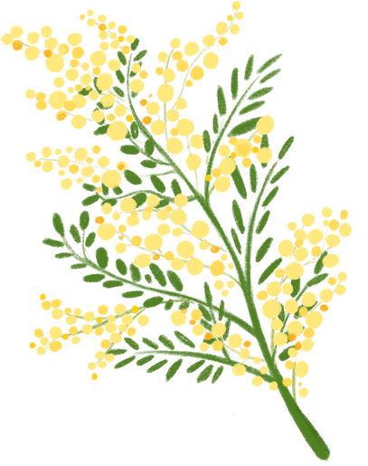 Mimosa Branch Illustration 